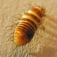 carpet beetle