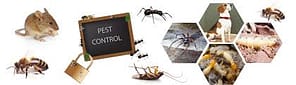 pest control auckland