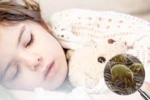 carpet allergies carpet cleaning Auckland